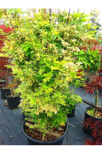 Клен пальмолистий Баттерфляй в Україні